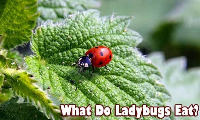 What Do Ladybugs Eat? | Types of Ladybugs & Their Diets | BioExplorer