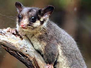 What Do Leadbeater's Possums Eat?