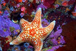 What do Leather Starfish eat?