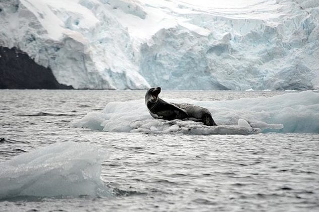 What Do Seals Eat? | Seals Diet By Types | What Eats Seals?