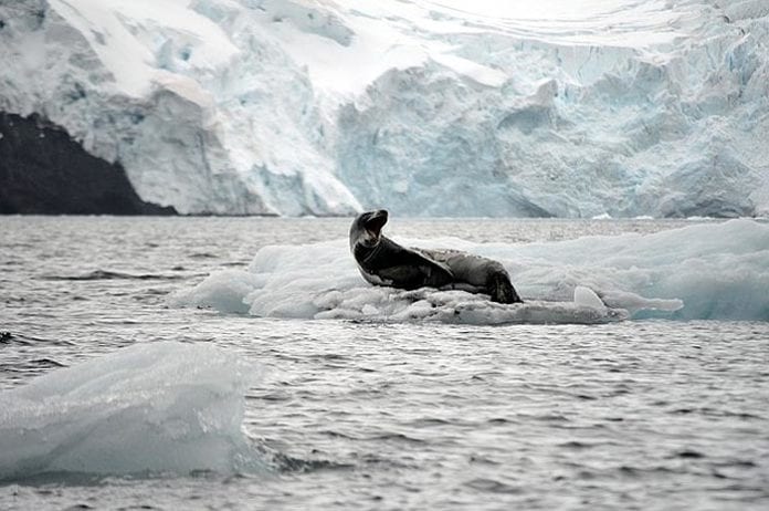 What Do Seals Eat? | Seals Diet By Types | What Eats Seals?