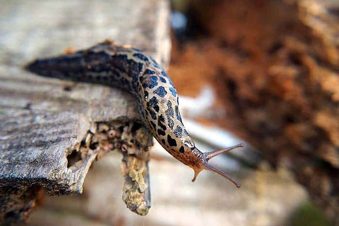 What do leopard slugs eat?