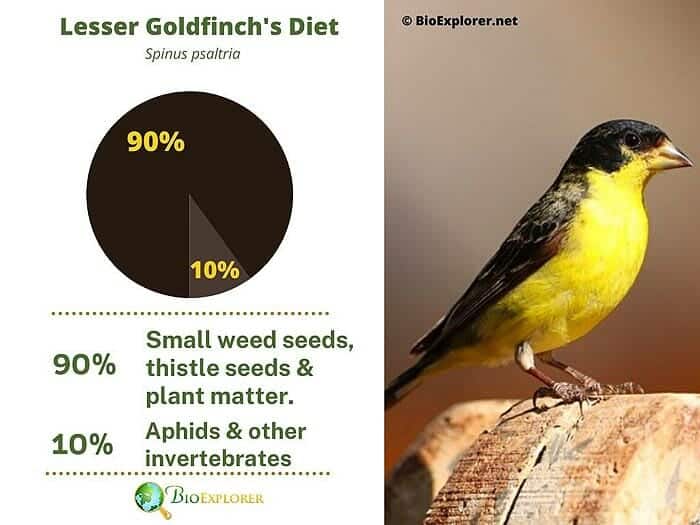 What Do Lesser Goldfinches Eat?