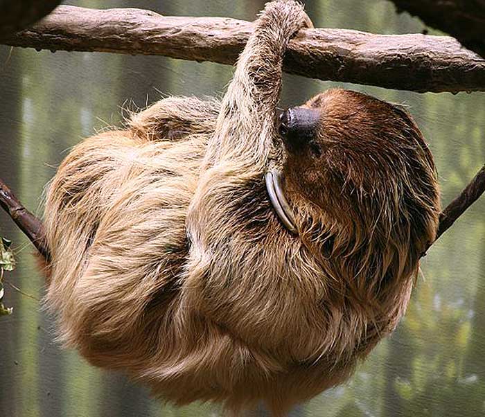 What do Linnaeaus two-toed sloths eat?