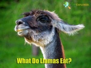 What Do Llamas Eat? | Llamas' Diet By Types | What Eats Llamas?