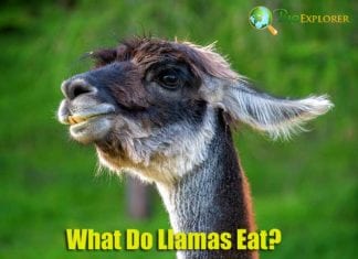 What Do Llamas Eat?