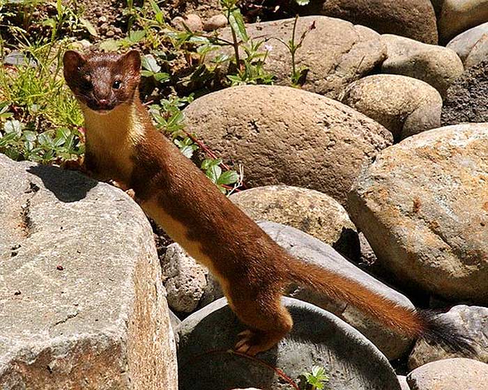 What do long-tailed weasels eat?