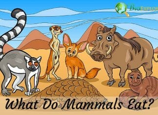What Do Mammals Eat?