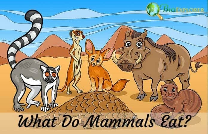 What Do Mammals Eat? | Mammals Diet By Species | Biology Explorer