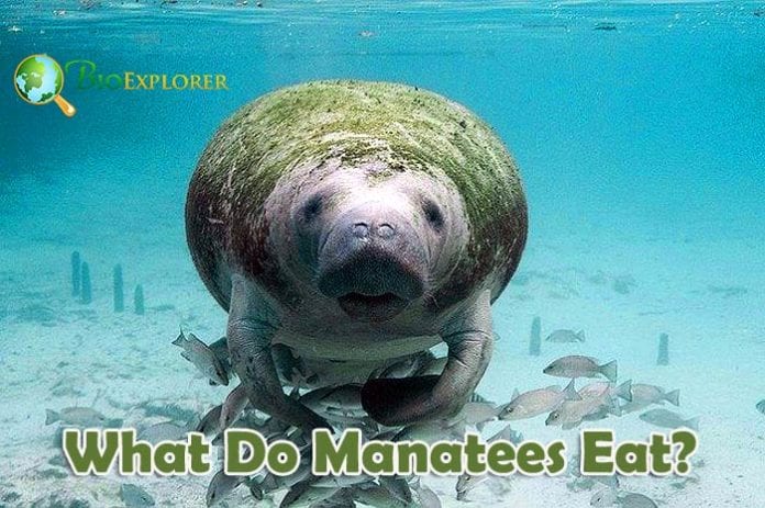 What Do Manatees Eat?