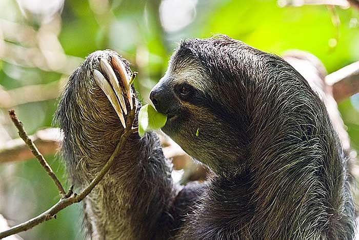 What do maned three-toed sloths eat?