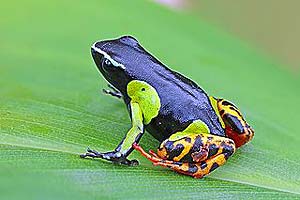 what do mantellas and dart frogs eat?
