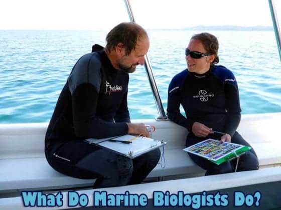 what-do-marine-biologists-do-top-25-marine-biologist-duties