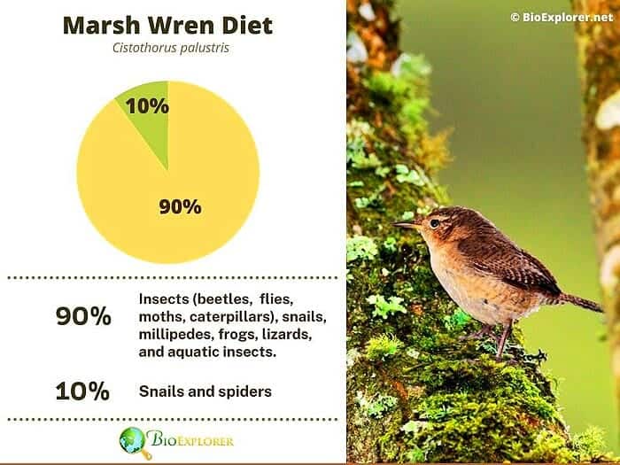 What Do Marsh Wrens Eat?