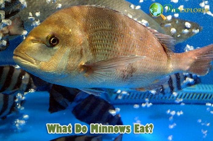 What Do Minnows Eat?