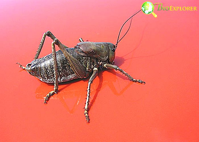 What Do Crickets Eat Cricket Diet By Types What Eats Crickets 