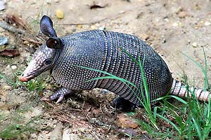 what do nine-banded armadillos eat?
