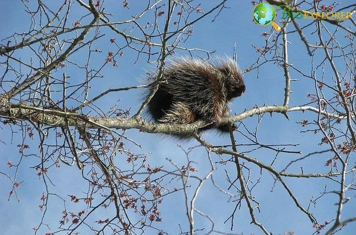 What Do North American Porcupines Eat?