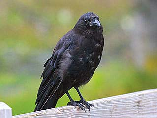 What Do Northwestern Crows Eat?