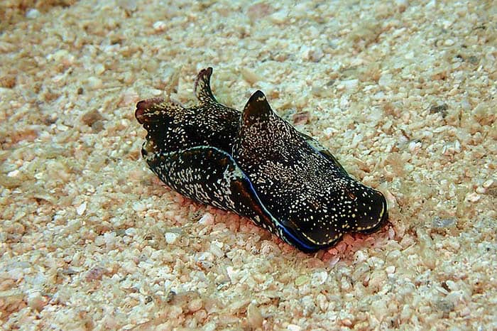 What do Ocean beach slugs eat?