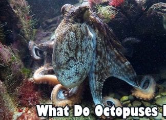 what do octopuses eat?