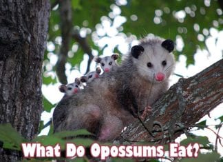 What Do Mammals Eat? | Mammals Diet By Species | Biology Explorer