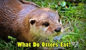 What Do Otters Eat? 