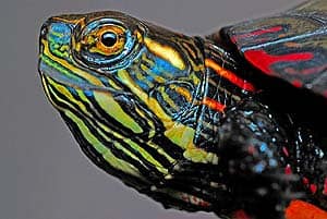 What Do Painted Turtles Eat?