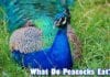 What do peacocks eat?
