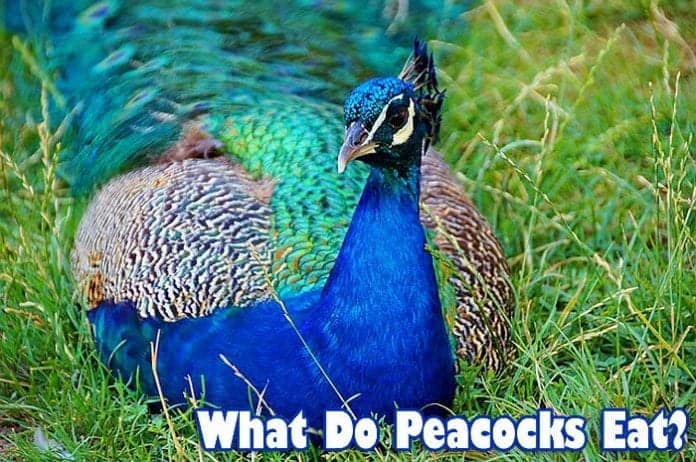 What do peacocks eat?