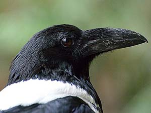 What Do Pied Crows Eat?
