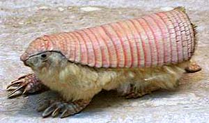 what do pink fairy armadillos eat?