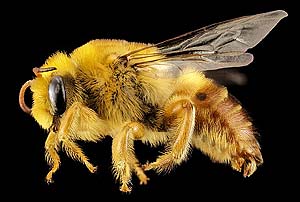 What Do Plasterer Bees Eat?