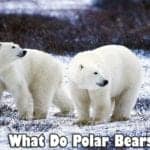 what do polar bears eat?