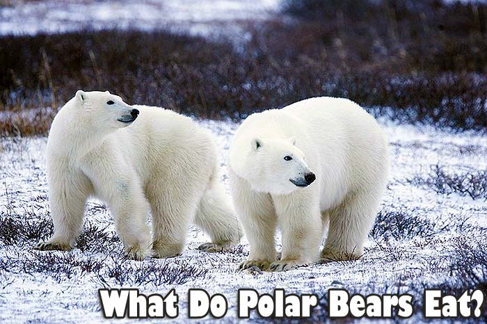 What Do Polar Bears Eat? | How Do Polar Bears Hunt? | Biology Explorer