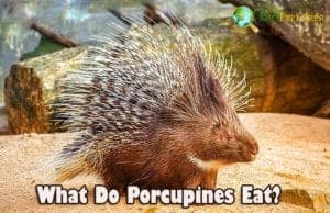 porcupines bioexplorer