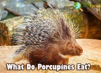 What Do Porcupines Eat?