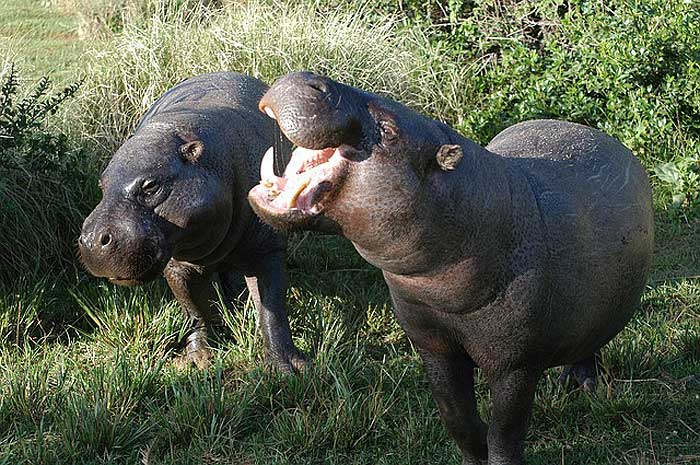What do pygmy hippos eat?