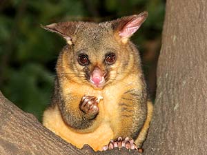 What Do Pygmy Possums Eat?