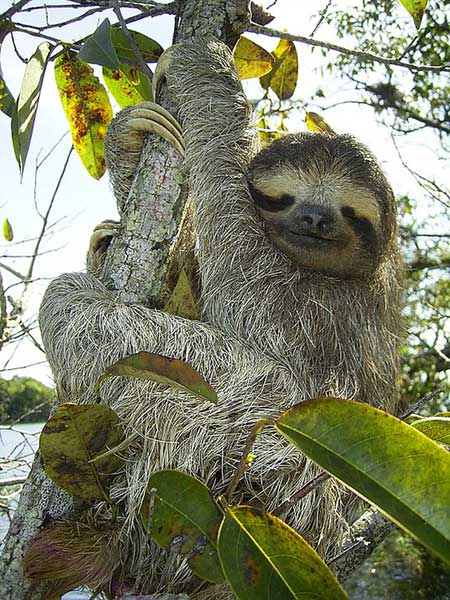 What do pygmy three-toed sloths eat?