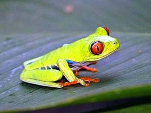 what do red-eyed green frogs eat?