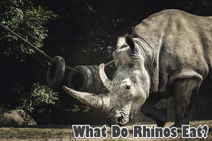 What do rhinos eat?