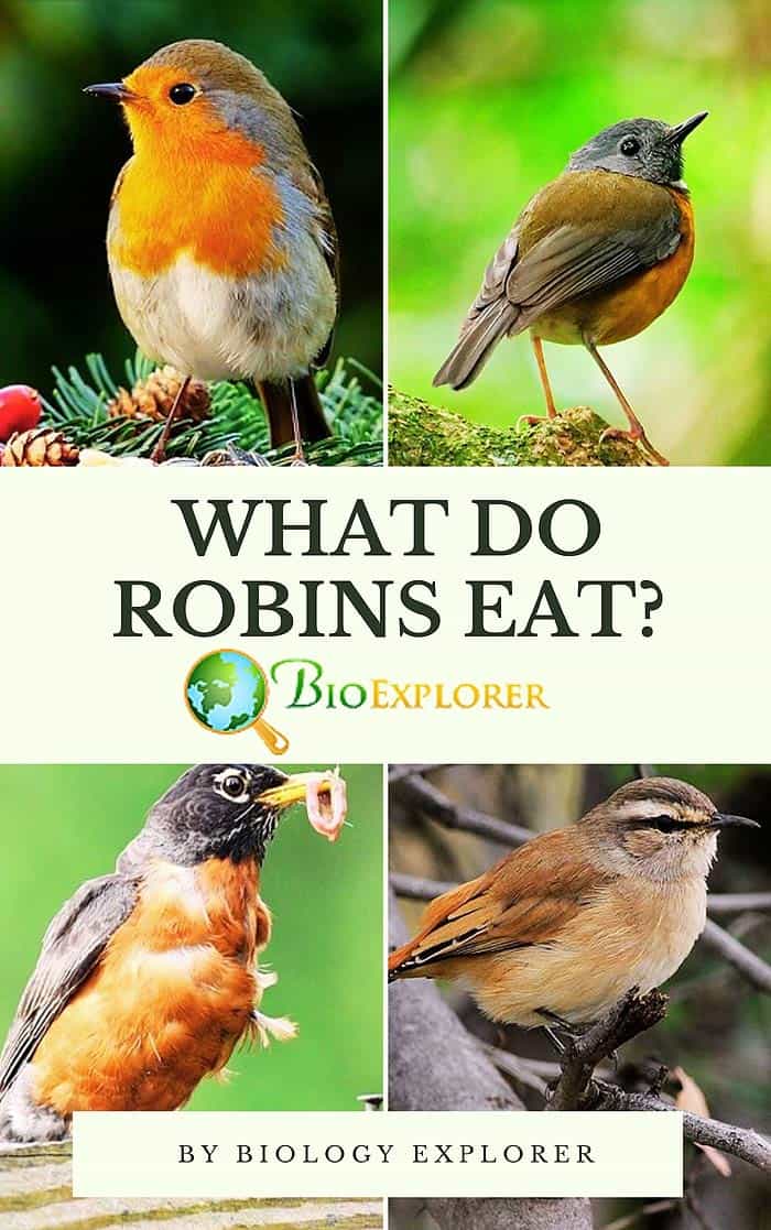 What's the Difference: European Robin vs American Robin - Birds