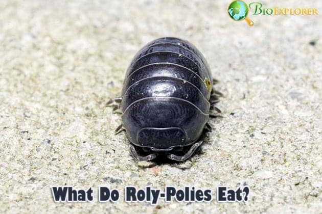 what-do-rolly-pollies-eat-what-eats-rolly-pollies-biology-explorer