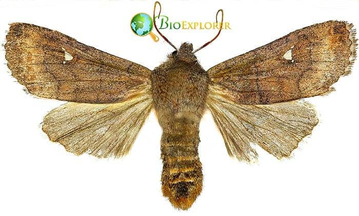 What Do Satellite Moths Eat?