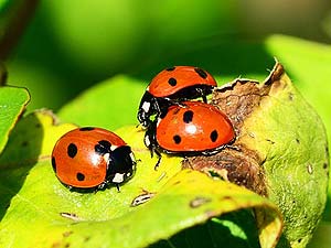 What Do Ladybugs Eat? | Types of Ladybugs & Their Diets | BioExplorer