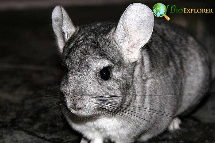 What Do Short Tailed Chinchillas Eat?