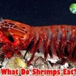 What Do Shrimp Eat?