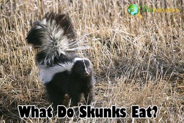 What Do Skunks Eat Skunks Diet By Types Biology Explorer