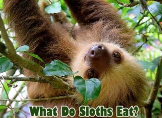 What do sloths eat?